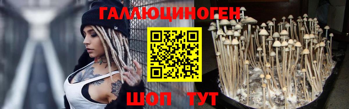 Галлюциногенные грибы Psilocybe Кандалакша